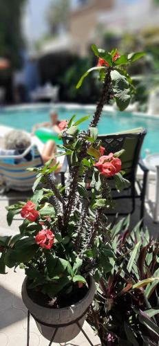 Downtown Mazatlan Apartment | Apartmento con alberca a 50 mt del mar La Licha