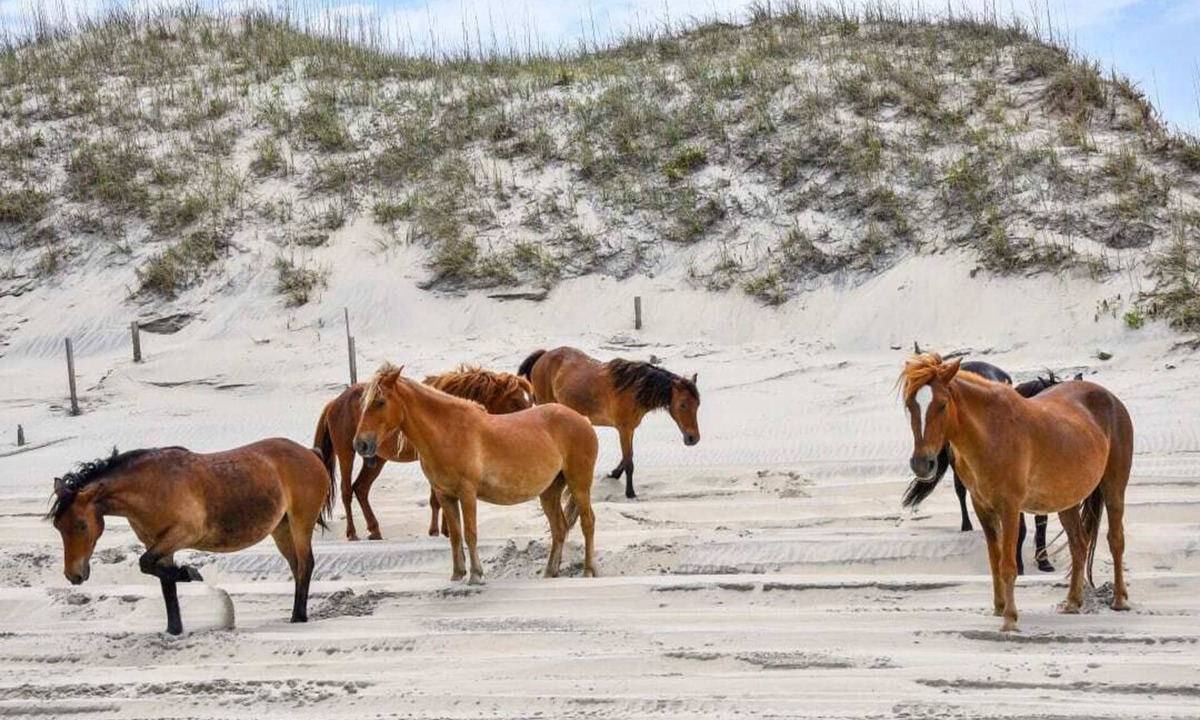 Corolla House | June weeks deeply discountedOcean view 4x4 Wild Horses Pet Friendly