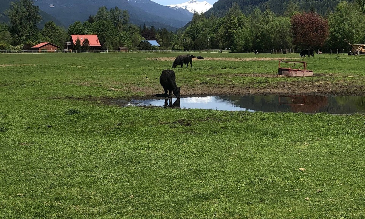 Marblemount House | Rainbow House Private Annex: Charming comfort at North Cascades National Park!
