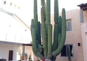 Amezing Sahuaro House At Marina Real