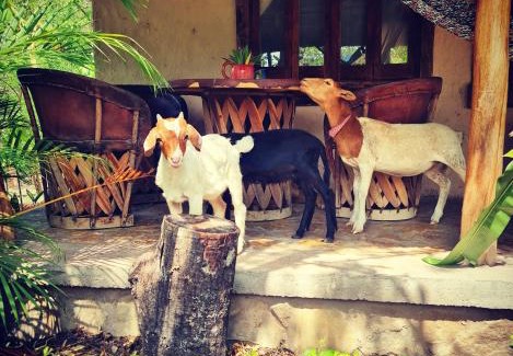 Tanchachin House | Cabañas Mannan