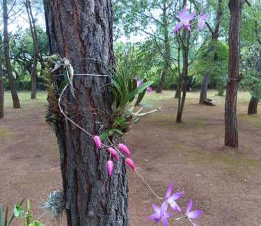 Atemajac de Brizuela Apartment | Cabañas Walddorf - Alcatraz