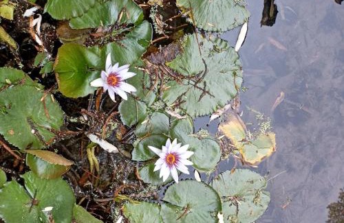 Malinalco Bed & Breakfast | Canto de Aves