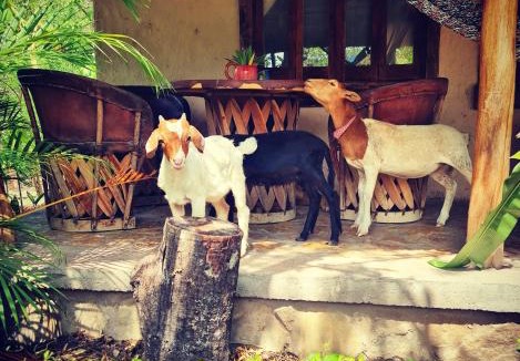 Tanchachin House | Cabañas Mannan