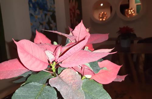 Palenque Bed & Breakfast | Casa 5 Bed & Breakfast