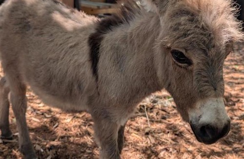 Putnam Hall House | Highland Cow Sanctuary Farmhouse Stay