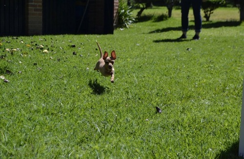 Tlahuapan House | Luciérnagas en Puebla, especie en extinción, casa de campo con gran jardín