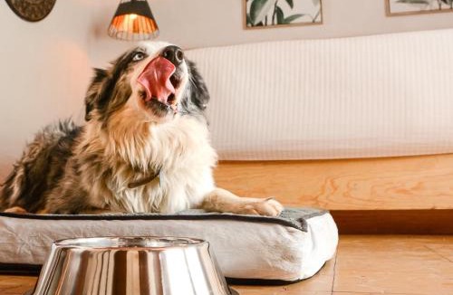 Agua Fria Hotel | Petit Mesón (Pet Friendly Hotel)