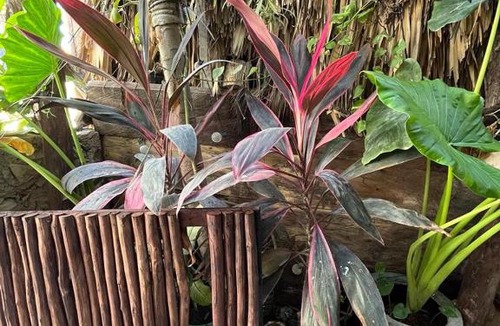 Downtown Holbox House | Selvática Holbox