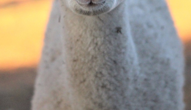 Alpaca Experience Tours at Spross Hollow Guest House in Spring Branch