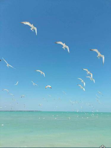 Photo of Others in Isla Aguada