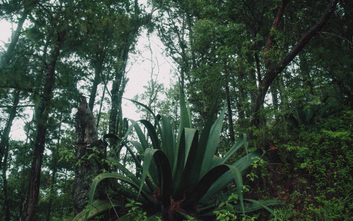 Photo of Others in San Jose del Pacifico