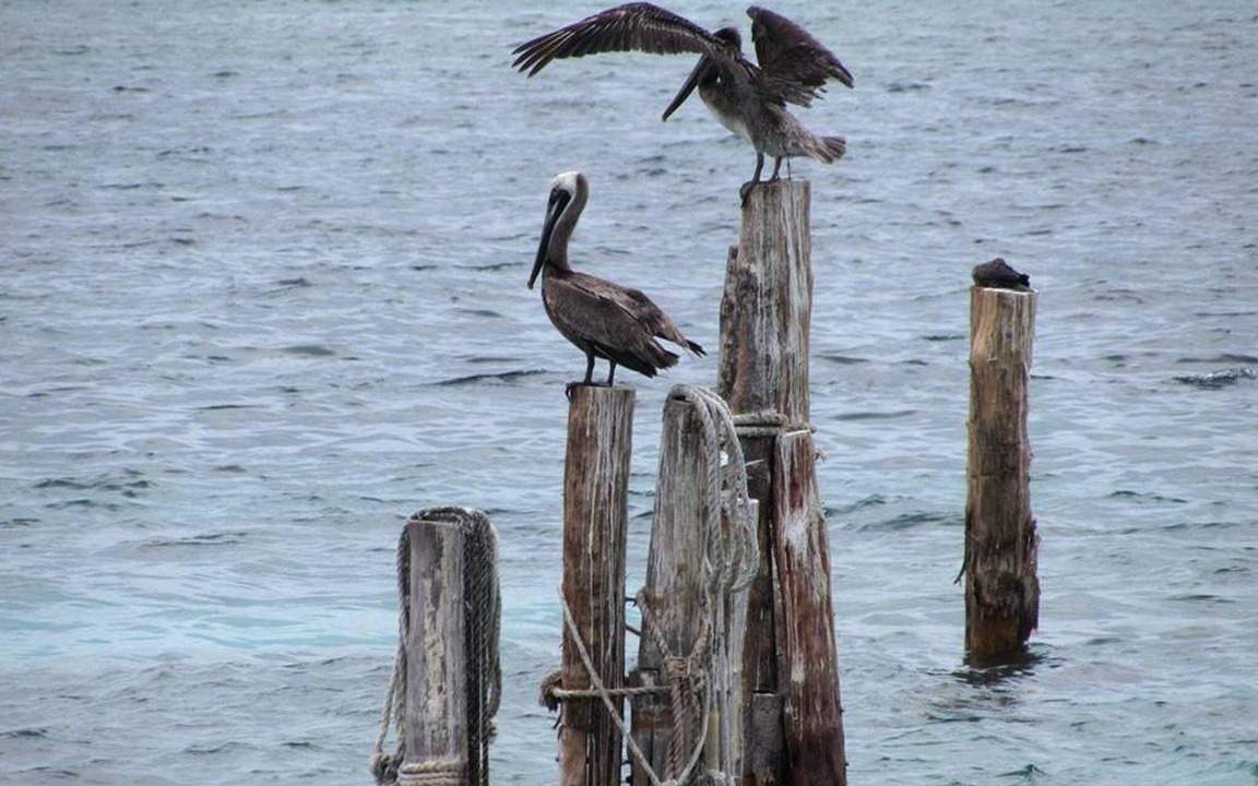 Photo of Others in Las Gaviotas