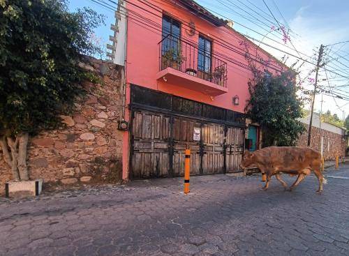 Photo of Others in Guanajuato