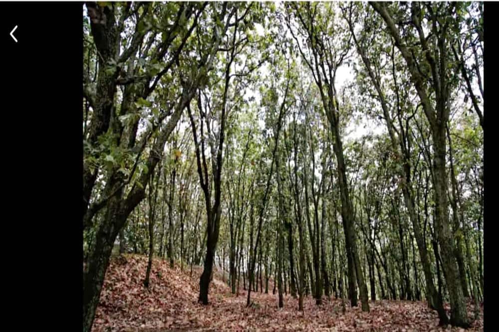 Photo of Others in Zapopan