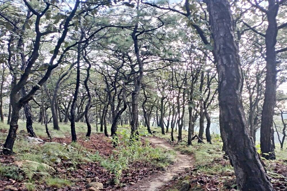 Photo of Others in Zapopan