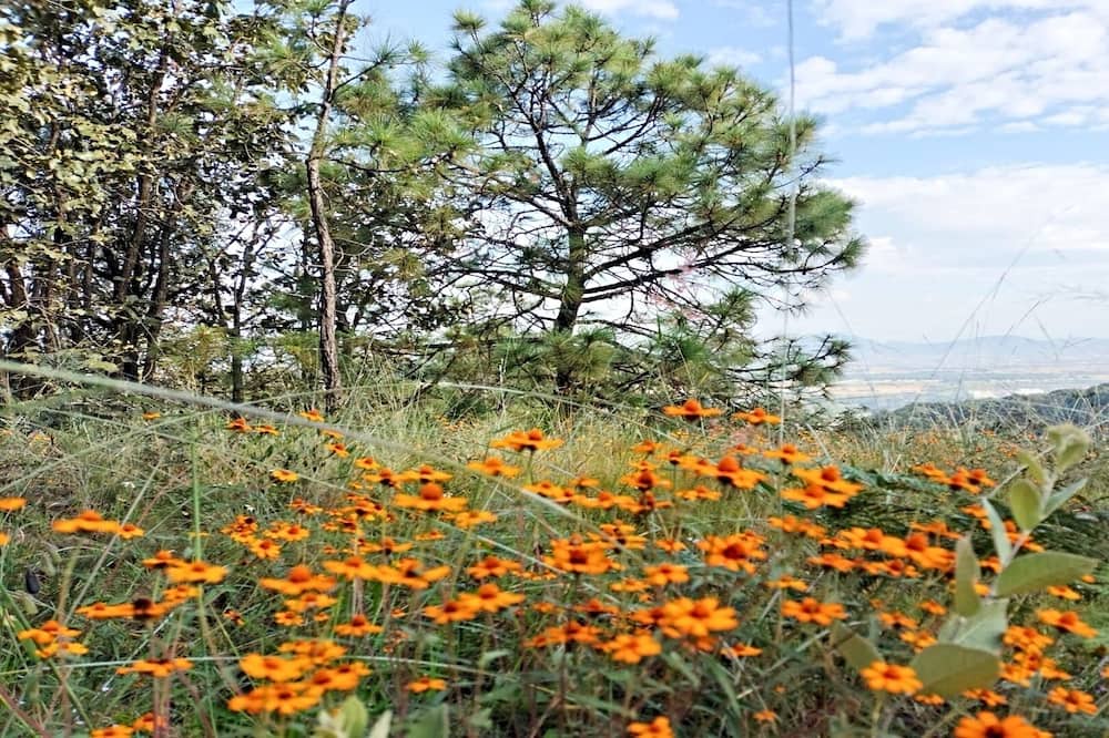 Photo of Others in Zapopan