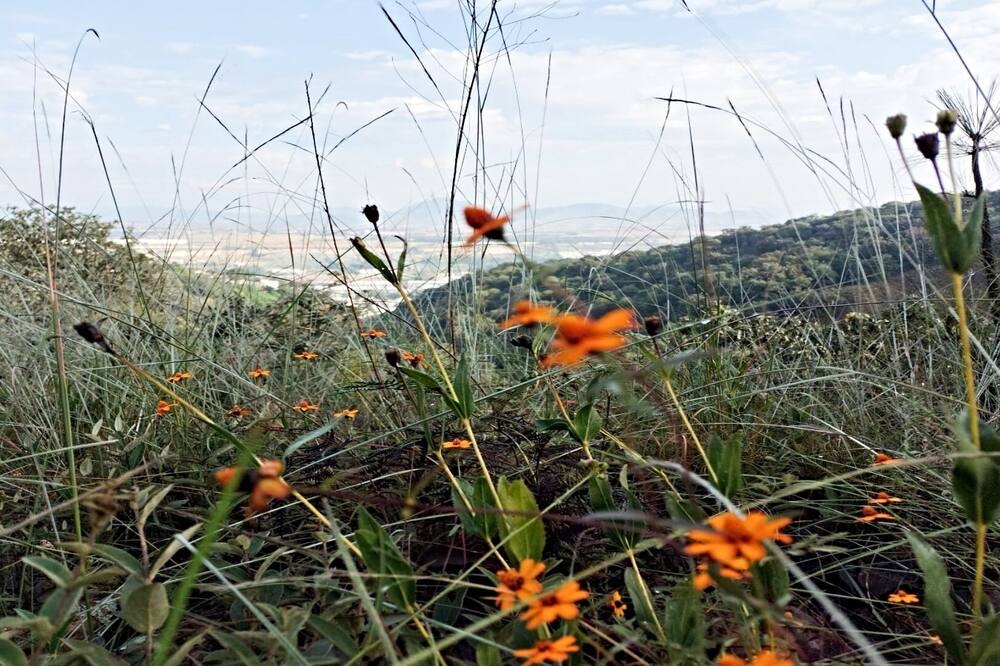 Photo of Others in Zapopan