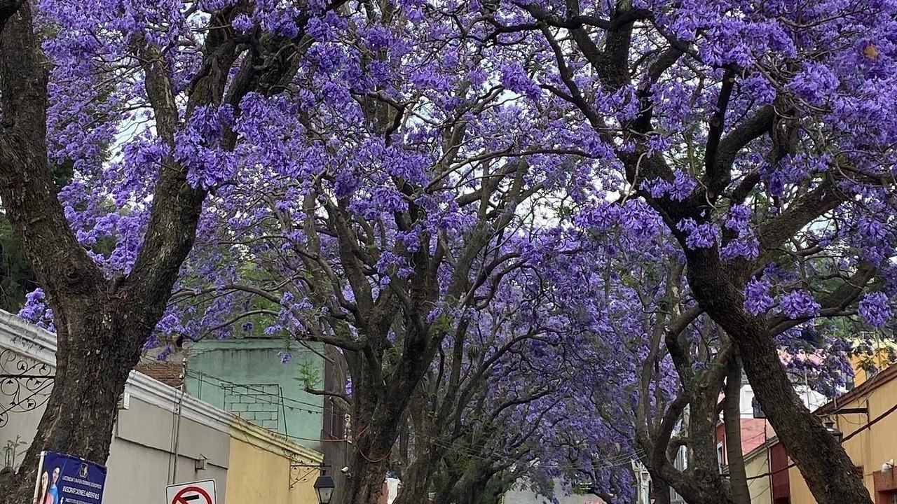 Photo of Outdoor in Tlaxcala