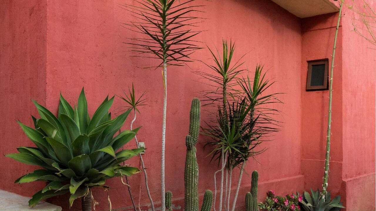 Photo of Outdoor in San Felipe