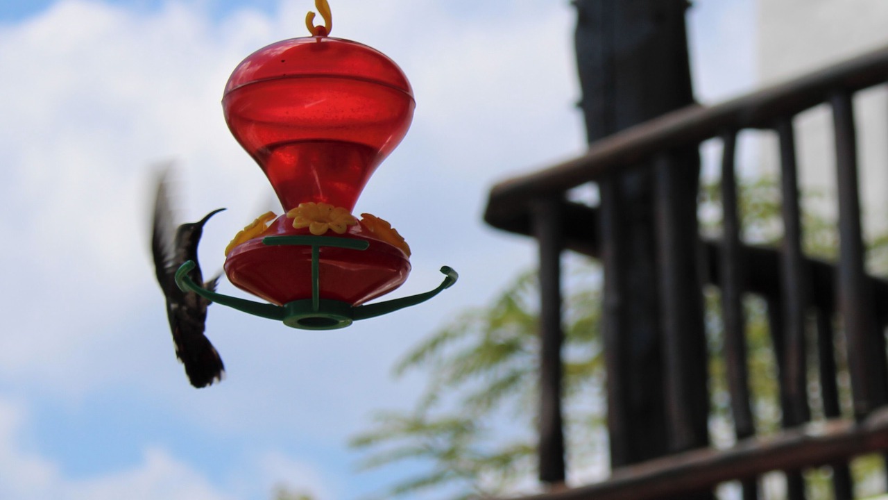 Photo of Patio Balcony in Cozumel