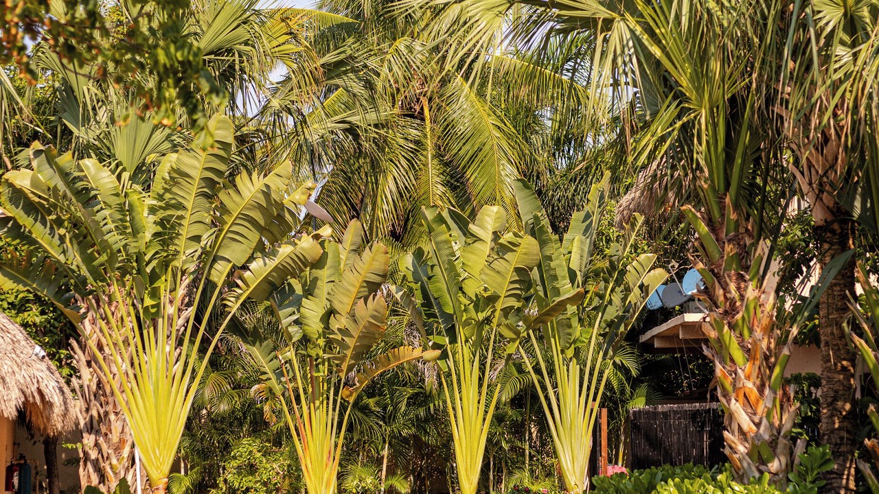 Photo of Outdoor in Mazunte