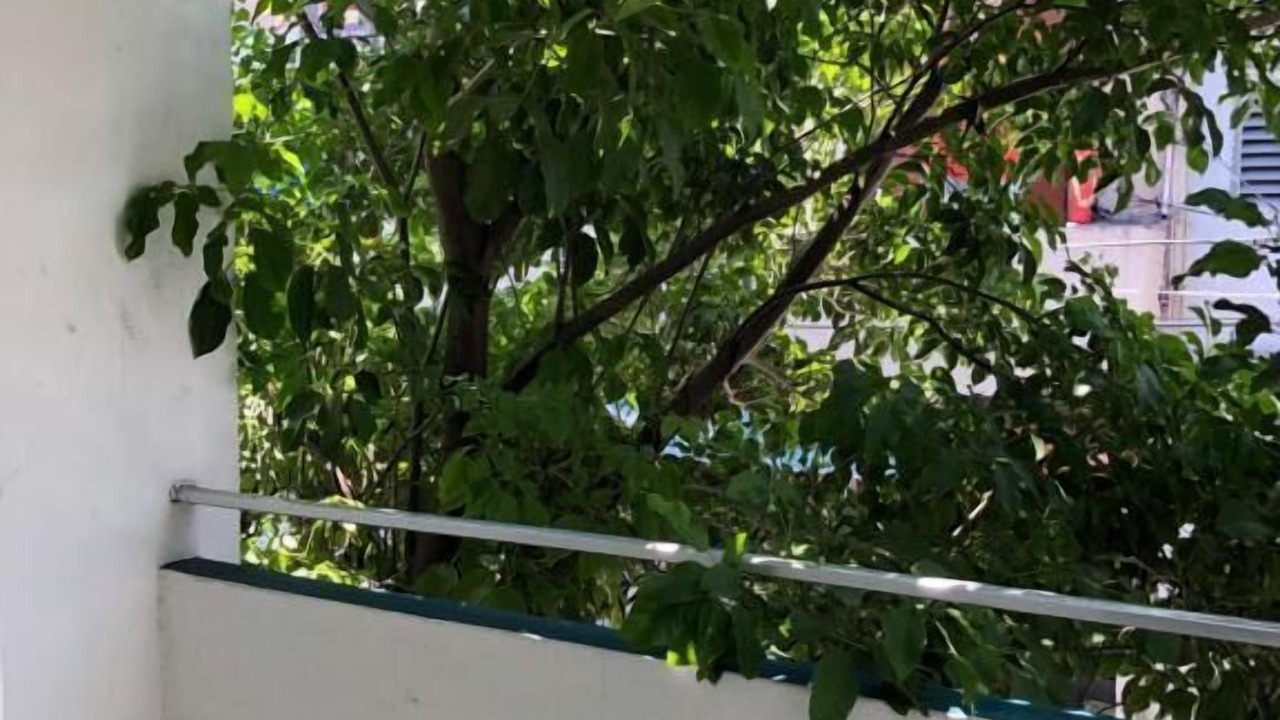 Photo of Outdoor in Downtown Culiacan