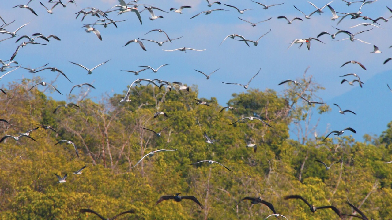 Photo of Others in Pijijiapan