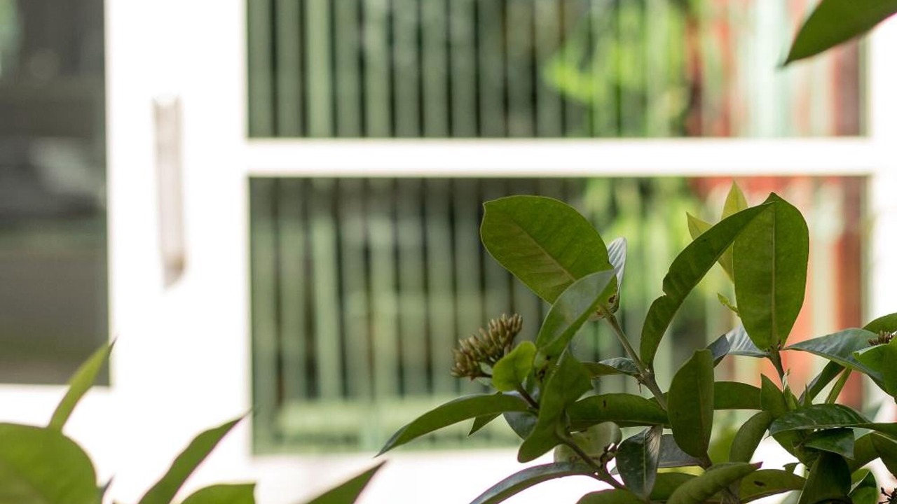 Photo of Outdoor in Tampico