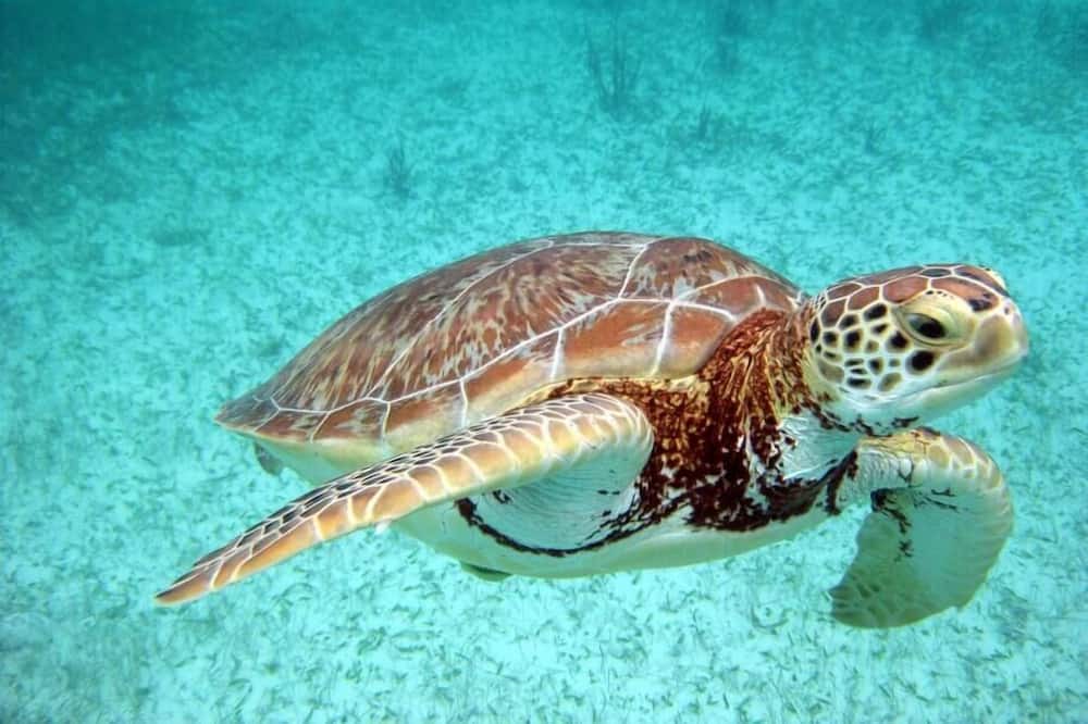 Photo of Others in Akumal