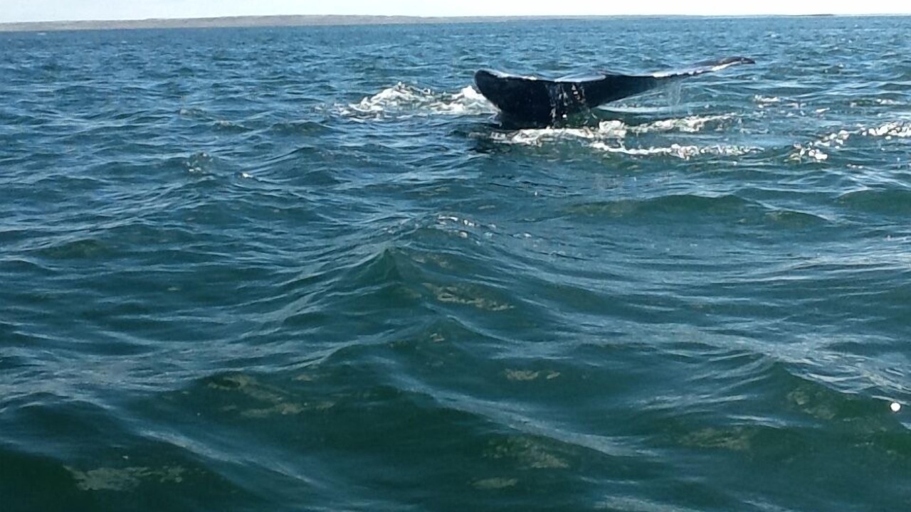Photo of Others in Guerrero Negro