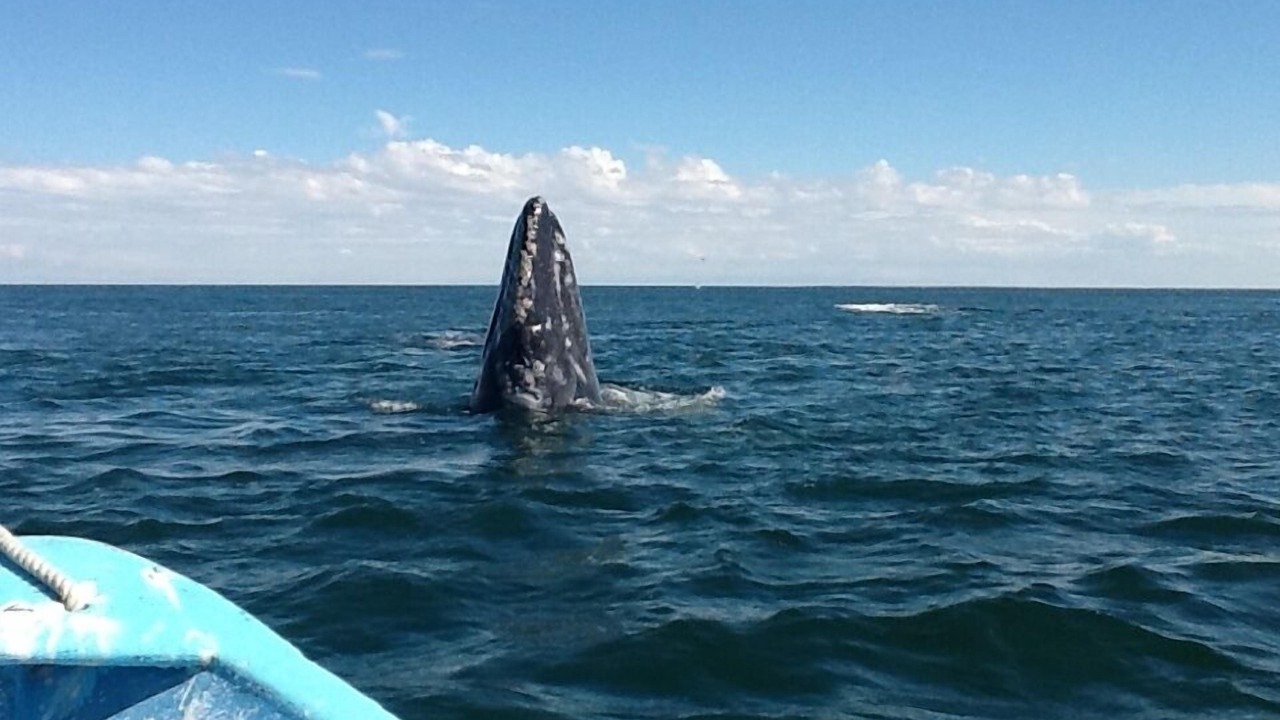 Photo of Others in Guerrero Negro