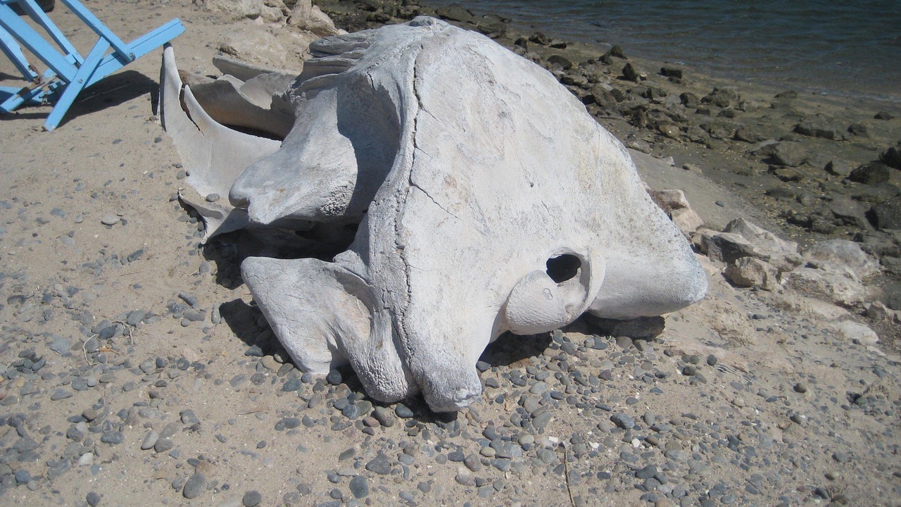 Photo of Others in Guerrero Negro