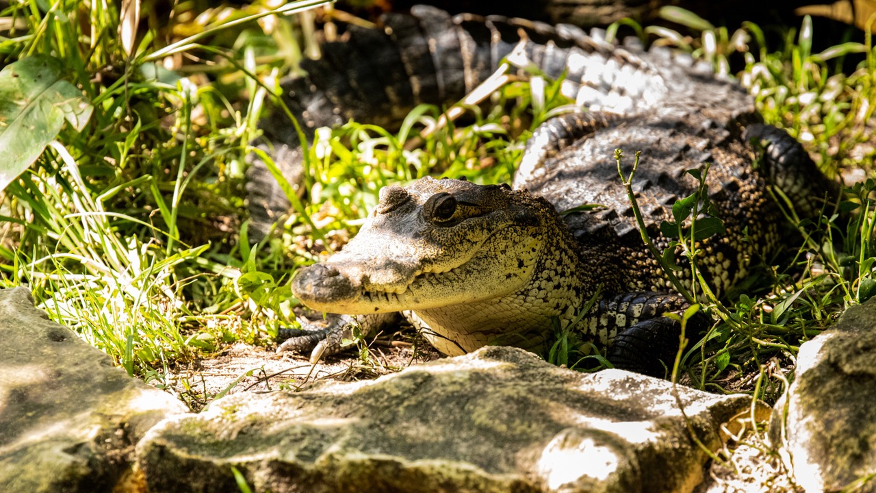 Photo of Outdoor in Palenque