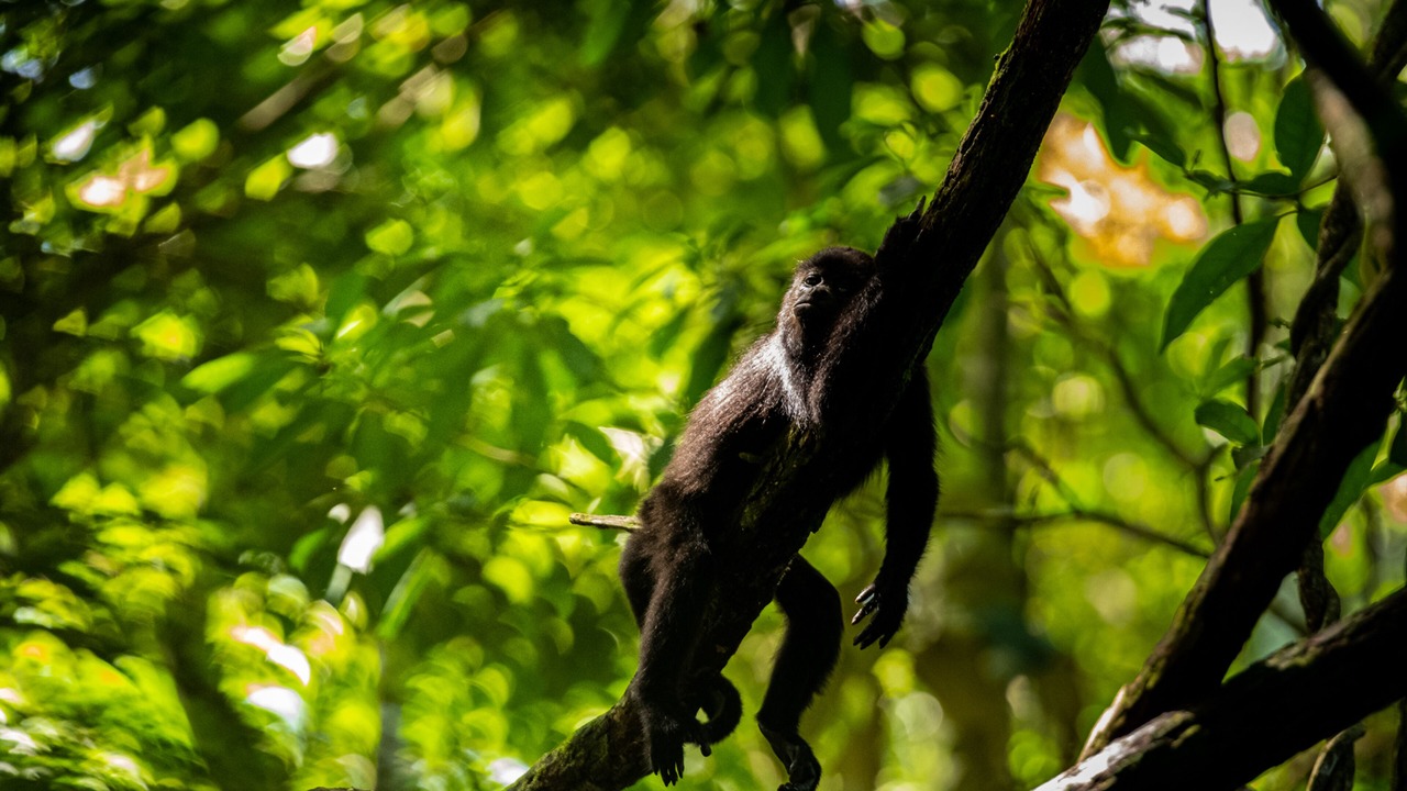 Photo of Outdoor in Palenque
