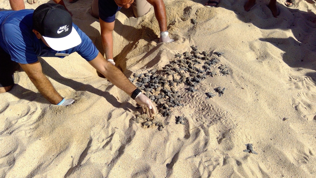 Photo of Others in Downtown San Jose del Cabo