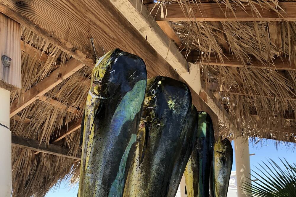 Photo of Others in Mexican Riviera