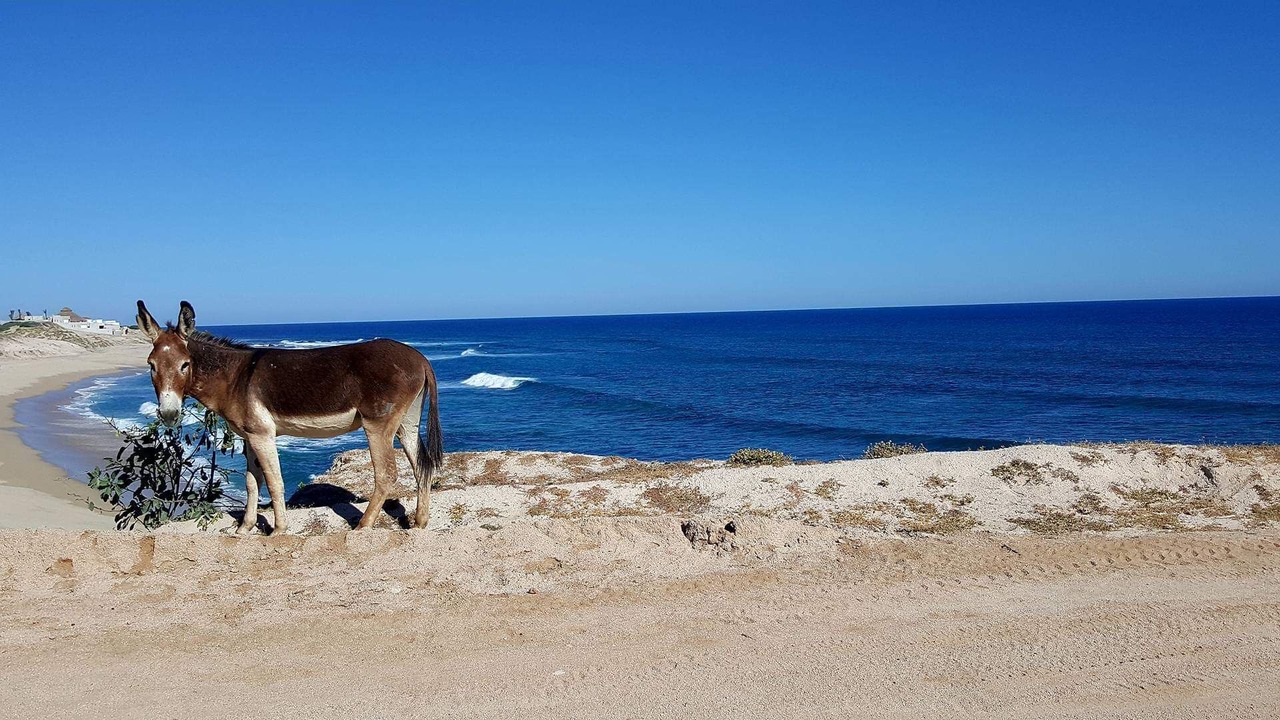 Photo of Others in Cabo Pulmo