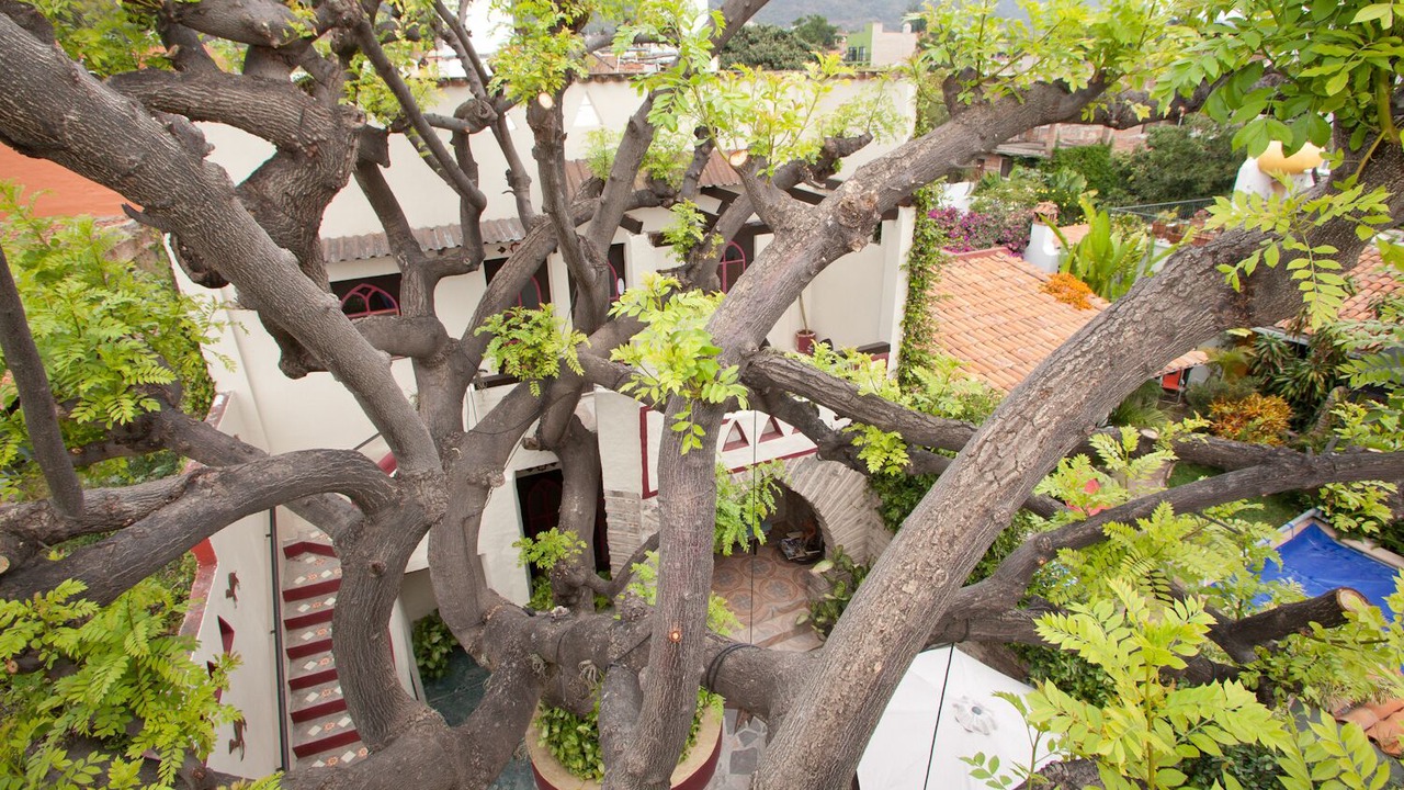 Photo of Others in Ajijic