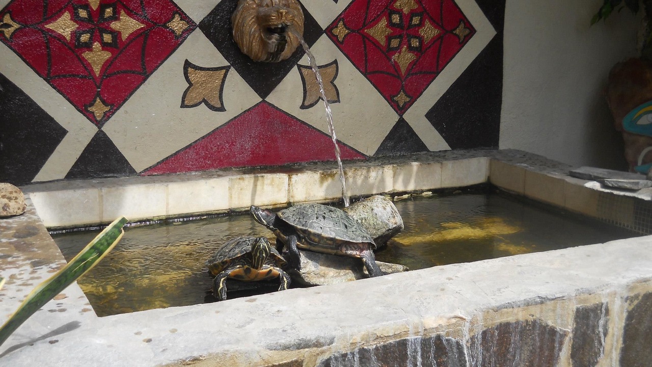 Photo of Outdoor in Ajijic