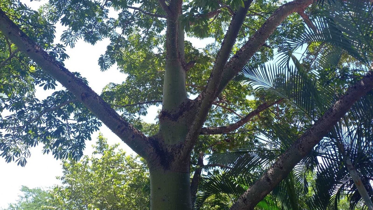 Photo of Outdoor in Xochitepec