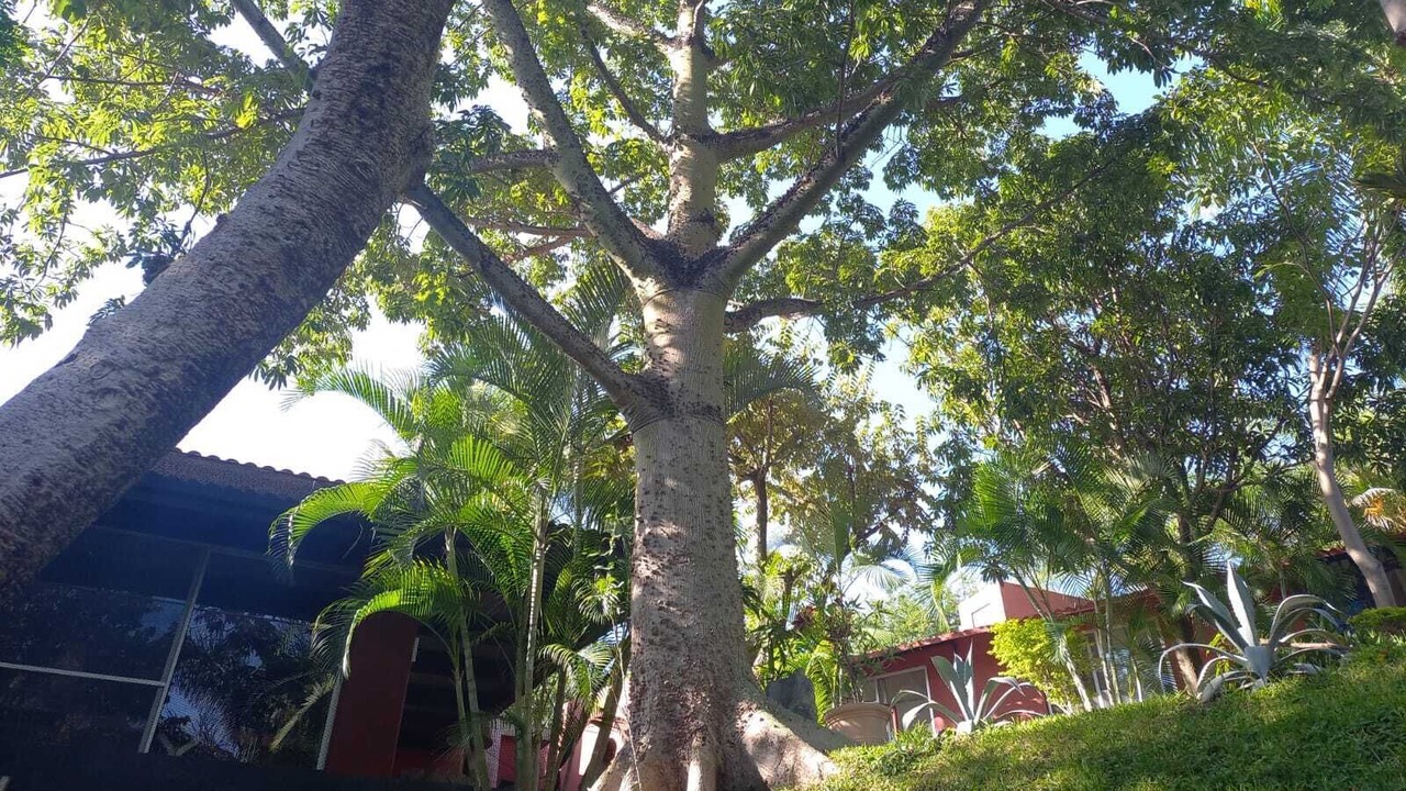 Photo of Outdoor in Xochitepec