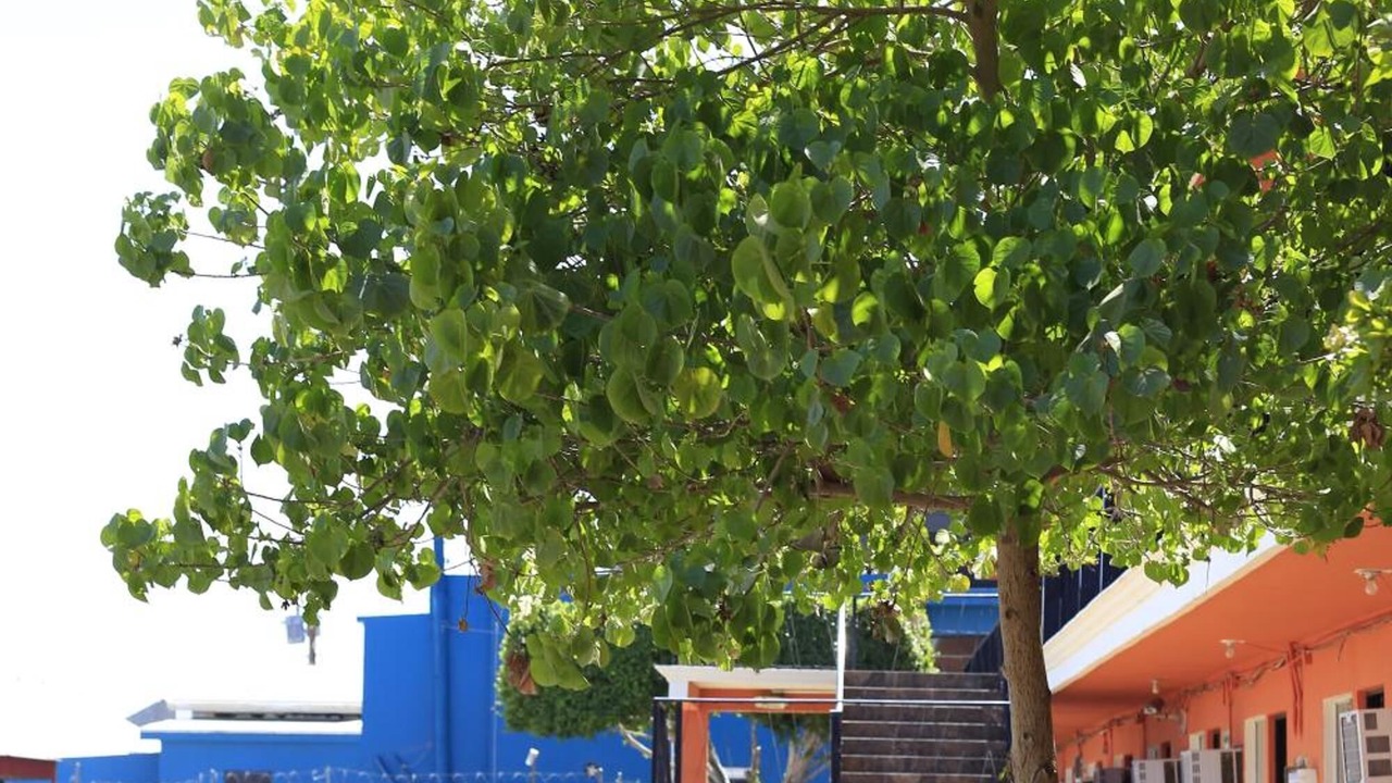 Photo of Outdoor in Mexicali