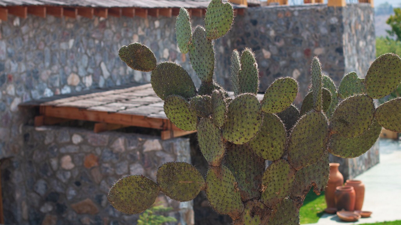 Photo of Outdoor in Miahuatlan de Porfirio Diaz