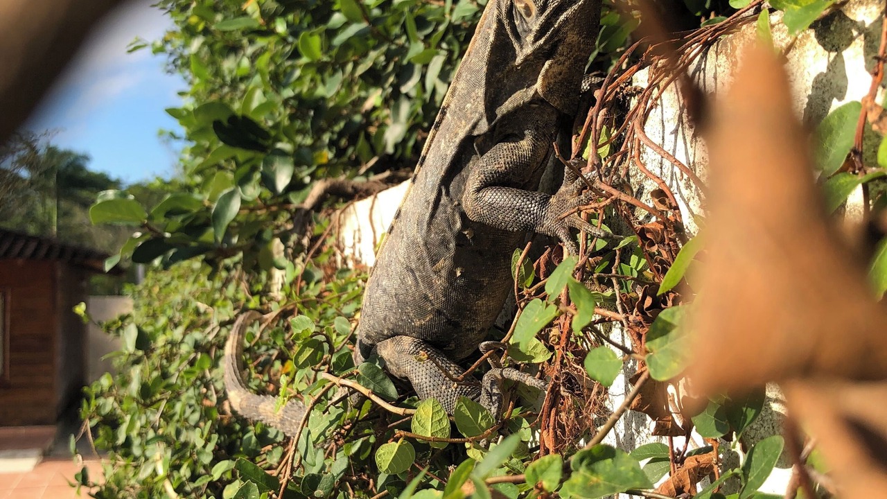 Photo of Outdoor in Comalcalco