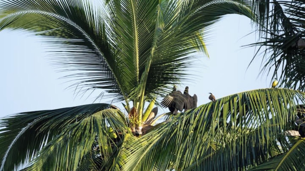 Photo of Others in Yelapa