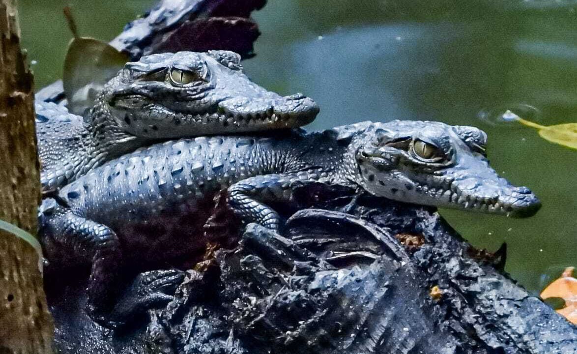 Photo of Others in Rio Lagartos