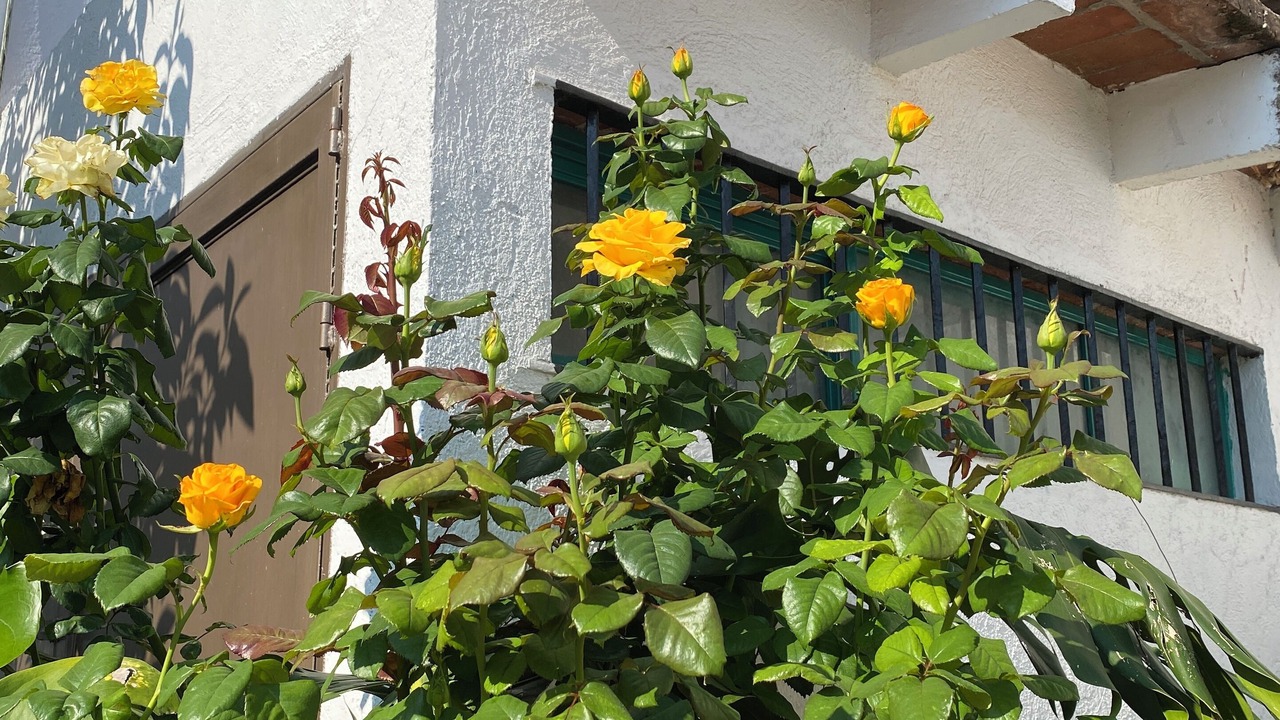 Photo of Outdoor in Centro