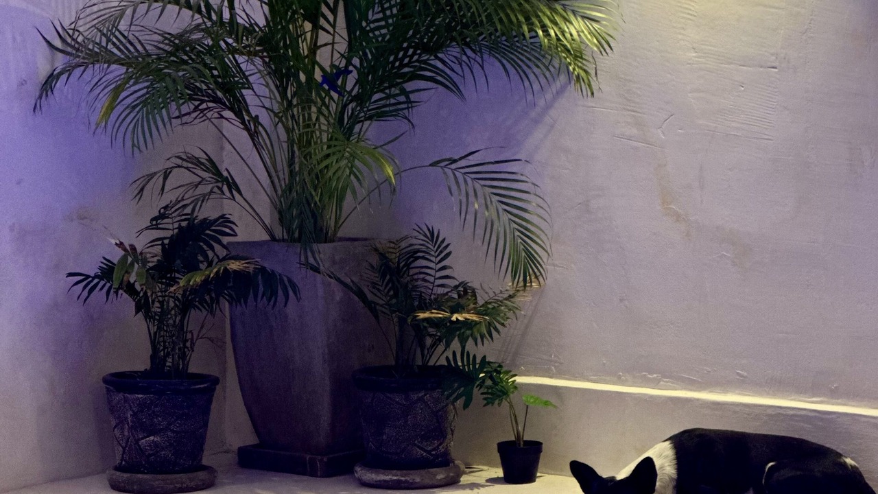 Photo of Outdoor in Acapulco