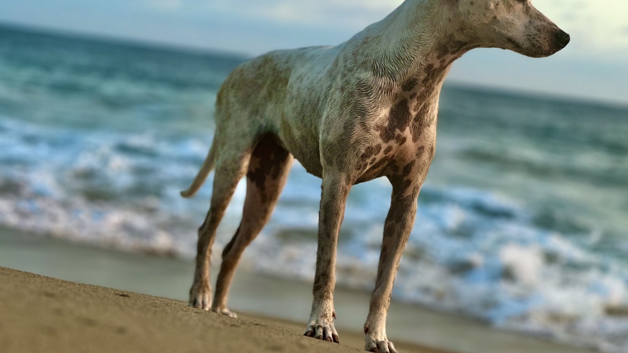 Photo of Others in Acapulco